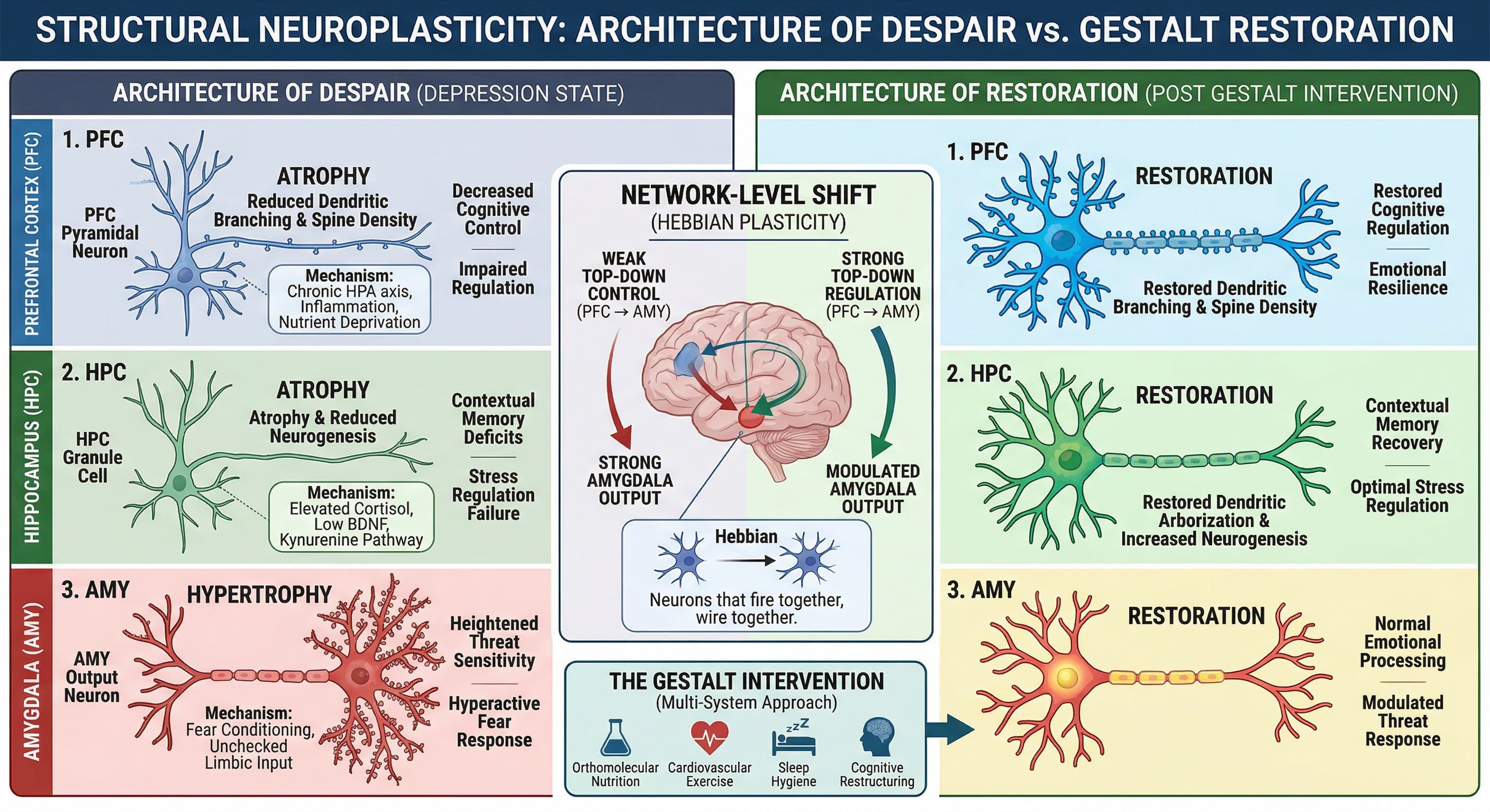Infographic illustrating Structural Neuroplasticity: Comparing the Architecture of Despair to Gestalt Restoration in the brain.