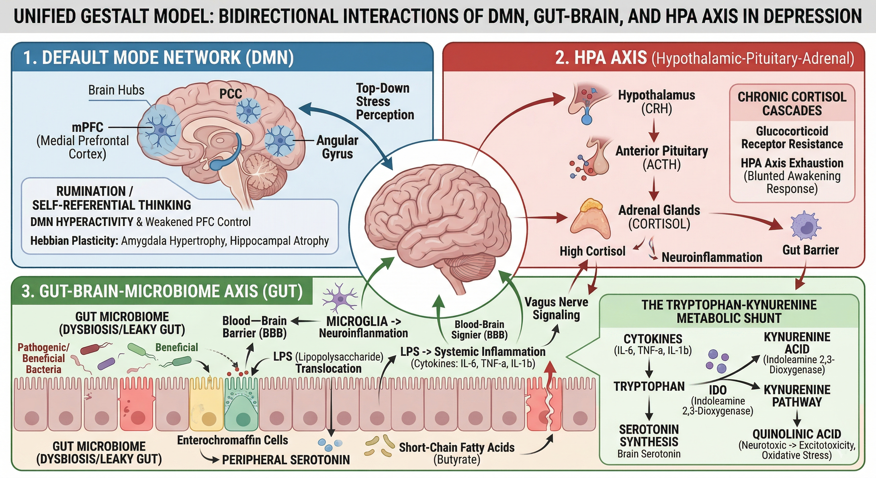 Diagram showing the Unified Gestalt Model with bidirectional interactions between the Default Mode Network, the HPA Axis, and the Gut-Brain Microbiome Axis in depression.